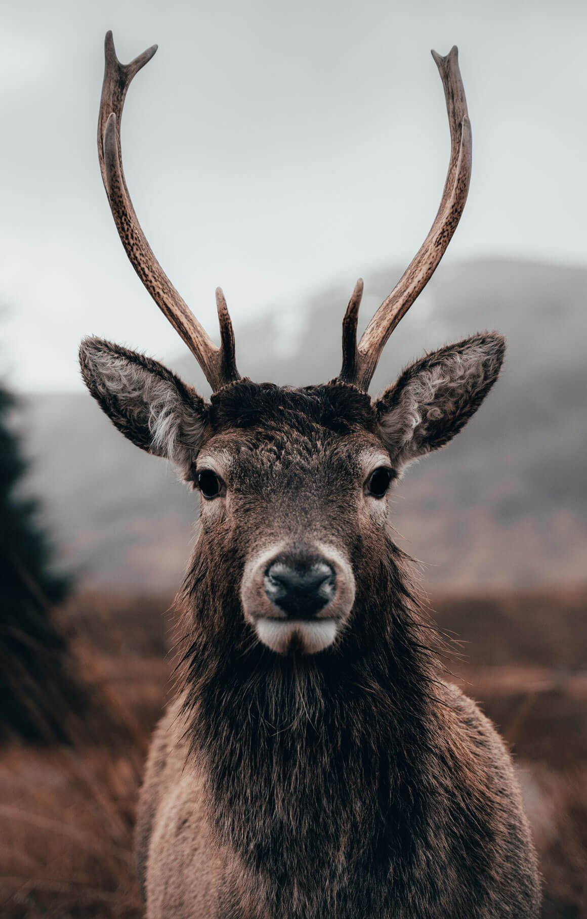 Deer in Glenetive